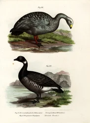 Oie cendrée, 1864